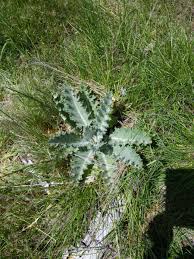 Image result for Onopordum acanthium
