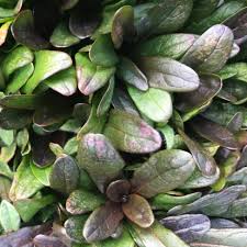 Image result for Ajuga reptans