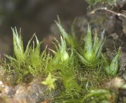 Attēlu rezultāti vaicājumam “Ephemerum serratum”