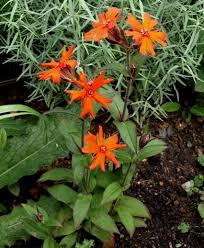 Attēlu rezultāti vaicājumam “Silene x arkwrightii Vesuvius flower”