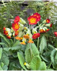 Attēlu rezultāti vaicājumam “Primula veris fruit”