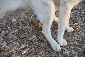 Image result for cestoda excrement dog