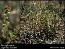 Attēlu rezultāti vaicājumam “Juncaginaceae”