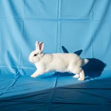 Image result for white rabbit skin texture