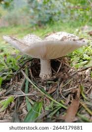 Attēlu rezultāti vaicājumam “Lepiota aspera”