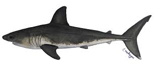 Image result for Lamna ditropis