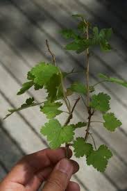 Attēlu rezultāti vaicājumam “Ribes uva-crispa leaf”