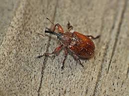 Attēlu rezultāti vaicājumam “Anthonomus phyllocola”