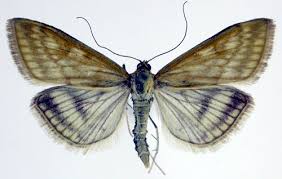 Attēlu rezultāti vaicājumam “Sitochroa verticalis”