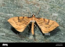 Attēlu rezultāti vaicājumam “Eulithis pyraliata”