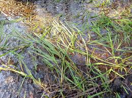 Attēlu rezultāti vaicājumam “Glyceria fluitans”