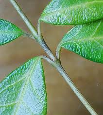 Attēlu rezultāti vaicājumam “Vinca minor leaf”