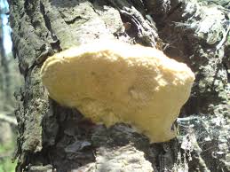 Attēlu rezultāti vaicājumam “Diplomitoporus flavescens”