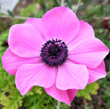 Attēlu rezultāti vaicājumam “Anemone”