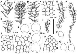 Attēlu rezultāti vaicājumam “Jungermannia hyalina”