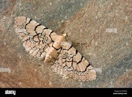 Attēlu rezultāti vaicājumam “Eupithecia venosata”