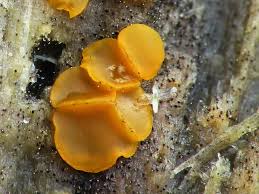 Attēlu rezultāti vaicājumam “Orbilia sp.”