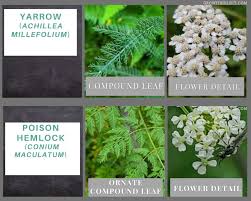 Attēlu rezultāti vaicājumam “Achillea millefolium leaf”