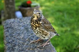 Attēlu rezultāti vaicājumam “Turdus pilaris”