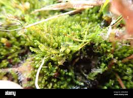 Attēlu rezultāti vaicājumam “Jungermanniopsida”