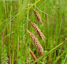 Attēlu rezultāti vaicājumam “Carex loliacea fruit”