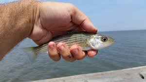 Image result for Morone saxatilis