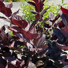 Attēlu rezultāti vaicājumam “Calycanthus floridus”