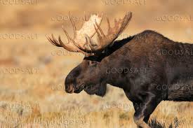 Attēlu rezultāti vaicājumam “Alces alces”