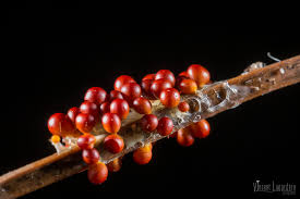 Attēlu rezultāti vaicājumam “Leocarpus fragilis macro”