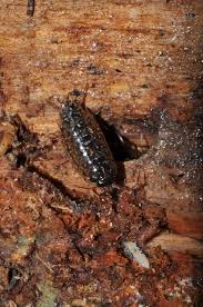 Attēlu rezultāti vaicājumam “Ligidium hypnorum”