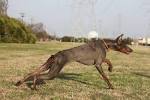Blue doberman, color mutant alopecia experiences? - Doberman Forum ...
