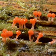 Attēlu rezultāti vaicājumam “Hemitrichia karstenii macro”