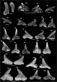 Image result for Paragaleus pectoralis