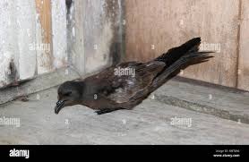 Image result for Oceanodroma monorhis