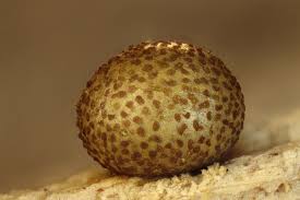 Attēlu rezultāti vaicājumam “Lycogala cf. convexum sessile”