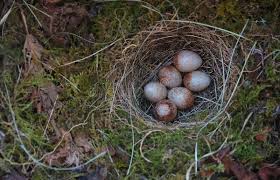 Attēlu rezultāti vaicājumam “Erithacus rubecula nest”