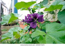 Image result for Malva sylvestris var. mauritiana