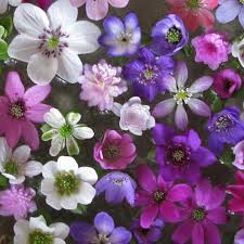 Attēlu rezultāti vaicājumam “Hepatica nobilis bud”