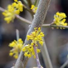 Attēlu rezultāti vaicājumam “Cornus mas flower”