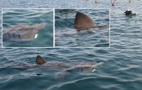 Image result for Cetorhinus maximus