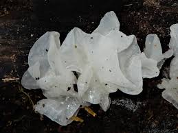 Attēlu rezultāti vaicājumam “Tremella ramalinae”