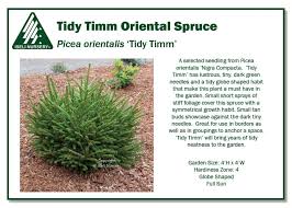 Attēlu rezultāti vaicājumam “Picea orientalis”