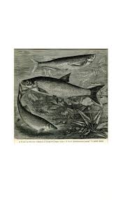 Image result for Chondrostoma nasus