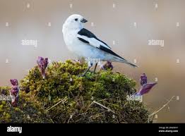 Attēlu rezultāti vaicājumam “Plectrophenax nivalis adult”