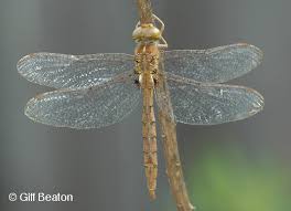 Attēlu rezultāti vaicājumam “Cordulidae”