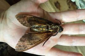 Image result for hawk moth