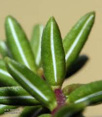 Attēlu rezultāti vaicājumam “Empetrum nigrum leaf”