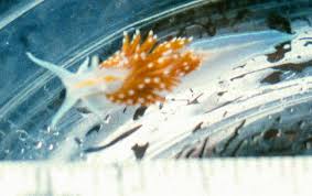 Attēlu rezultāti vaicājumam “Saelania glaucescens”