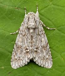 Attēlu rezultāti vaicājumam “Acronicta aceris”