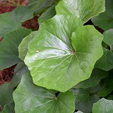 Attēlu rezultāti vaicājumam “Langermania gigantea”